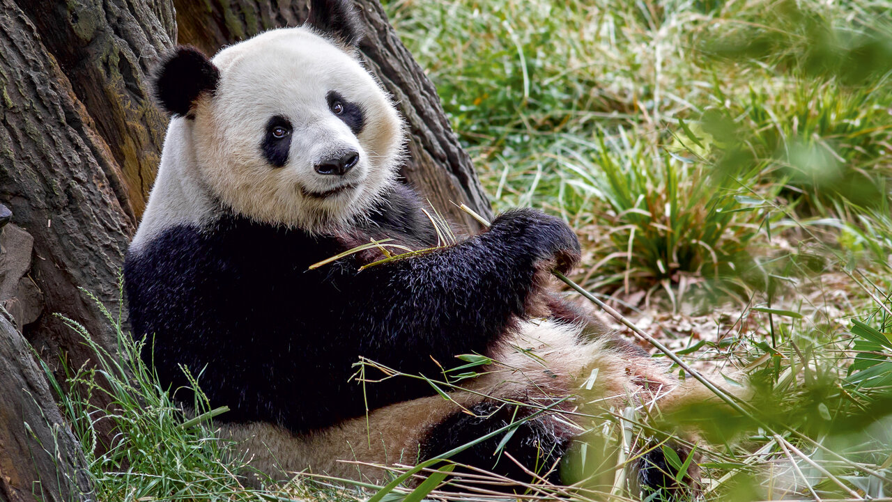 What is the history of the giant panda at the zoo?