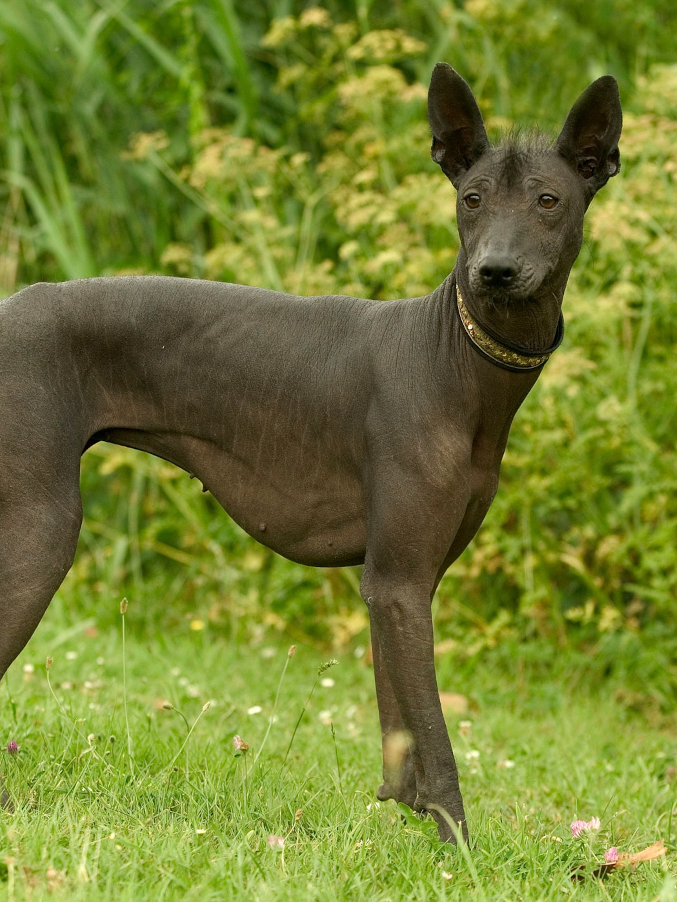 What is the history of the Hairless Dog?