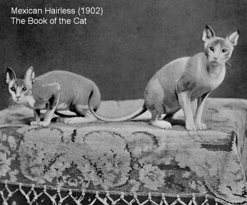What is the history of the Mexican Hairless Cat?