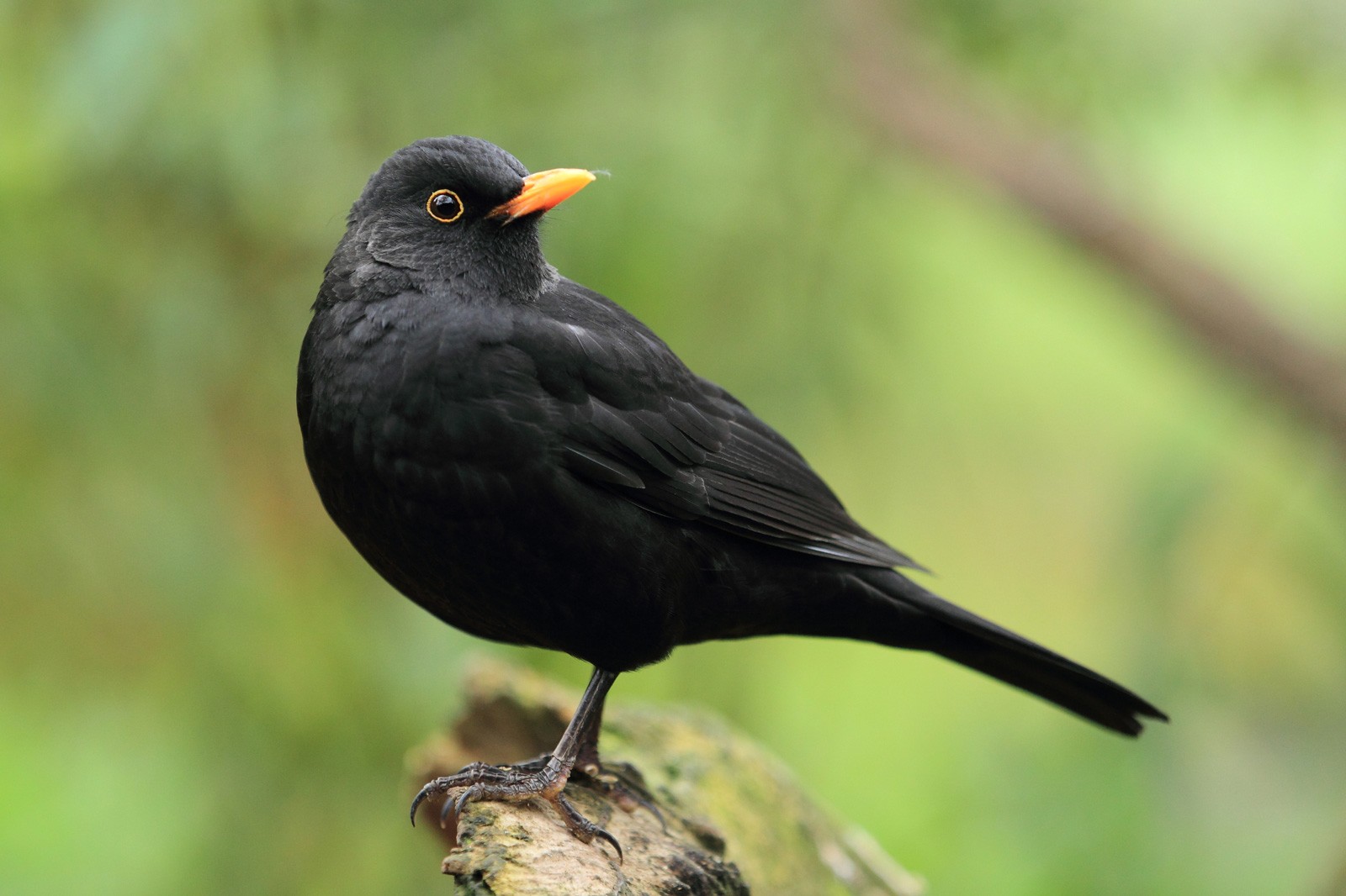 What is the importance of black birds in our daily life?