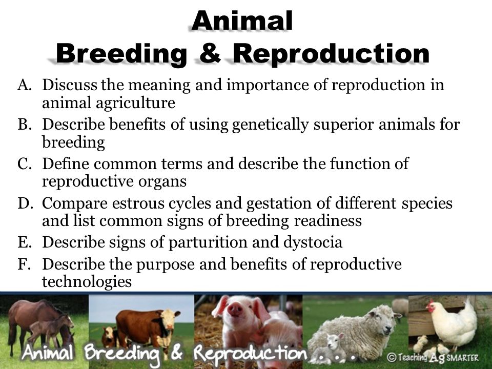 What is the importance of gestation in animal husbandry?