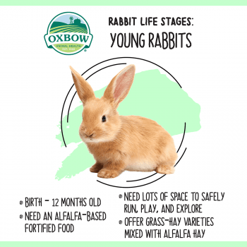 What is the importance of rabbits in our daily life?