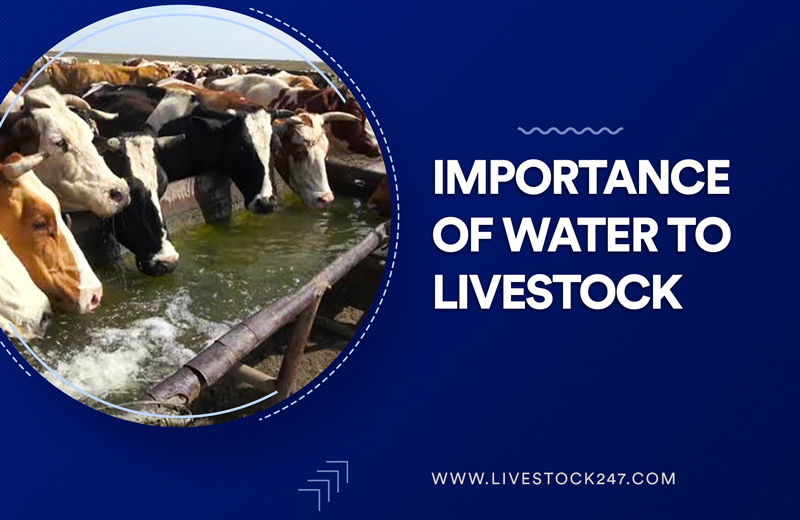 What is the importance of water to livestock?