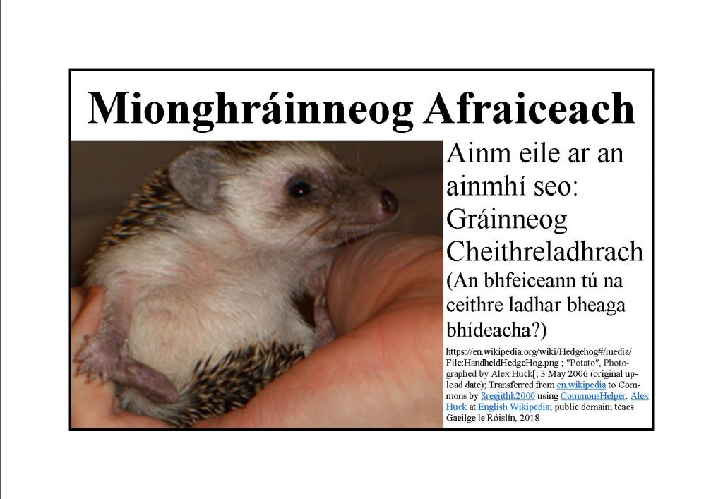 What is the Irish word for Hedgehog?