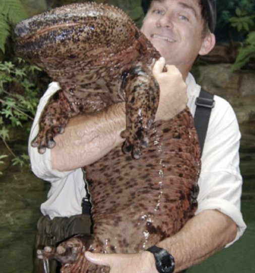 What is the largest amphibian?