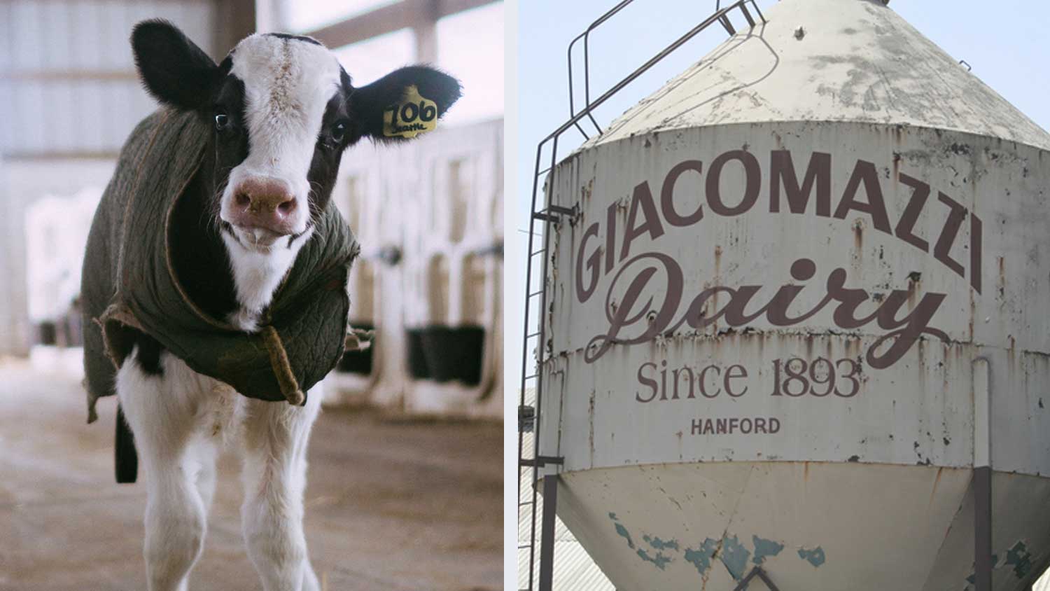 What is the largest dairy in California?