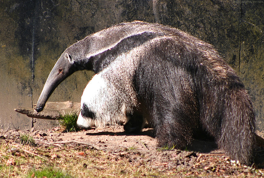 What is the largest insectivorous mammal in the world? What is the largest insectivorous mammal in the world?