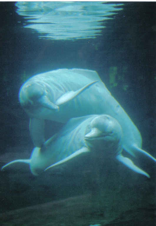 What is the largest river dolphin in the world?