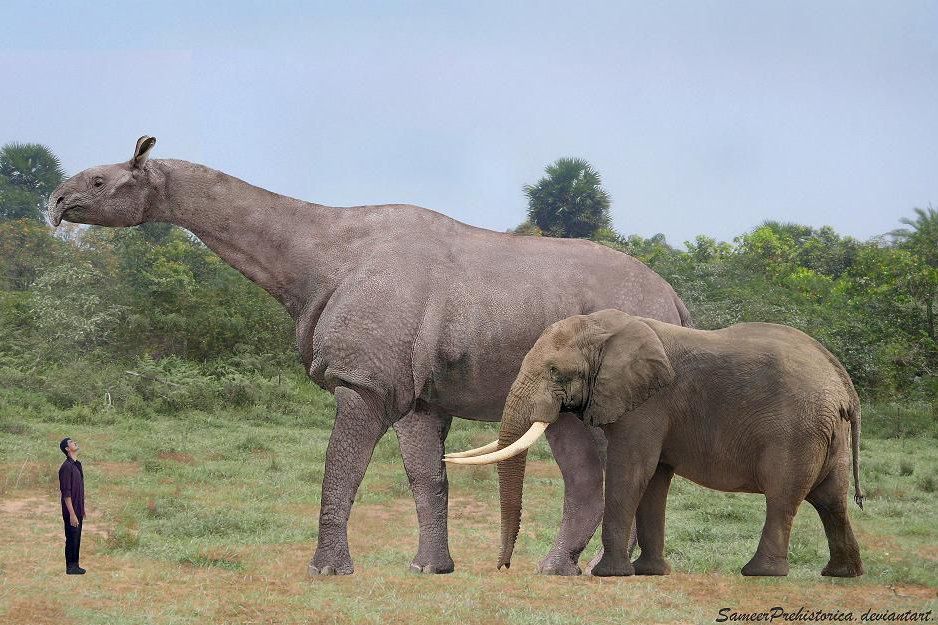 What is the largest terrestrial mammal in the world?