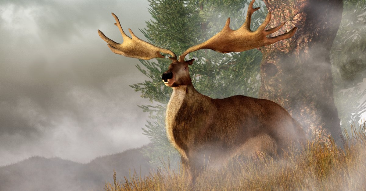 What is the largest type of deer in the world?