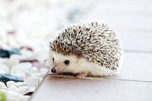 What is the last domesticated hedgehog breed?