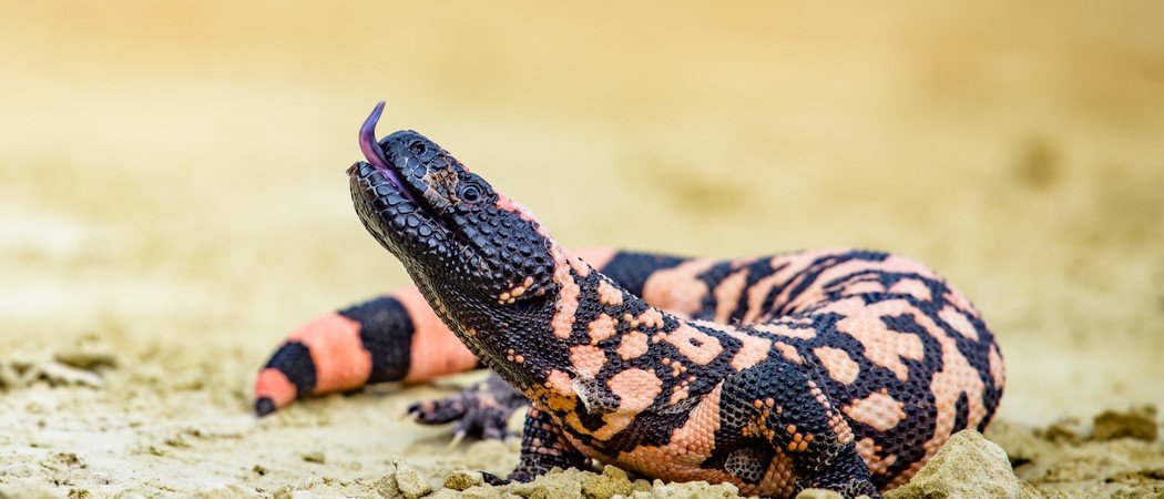 What is the ldld50 of a Gila monster?