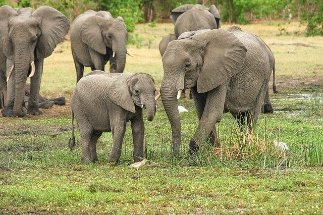 What is the leader of a group of elephants called?