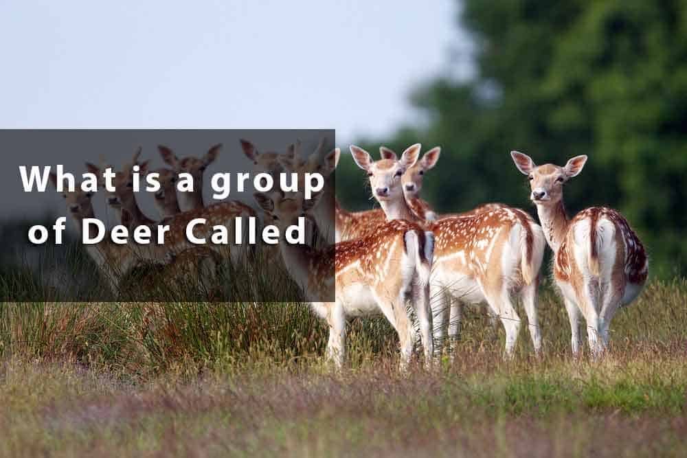 What is the leader of a herd of deer called?