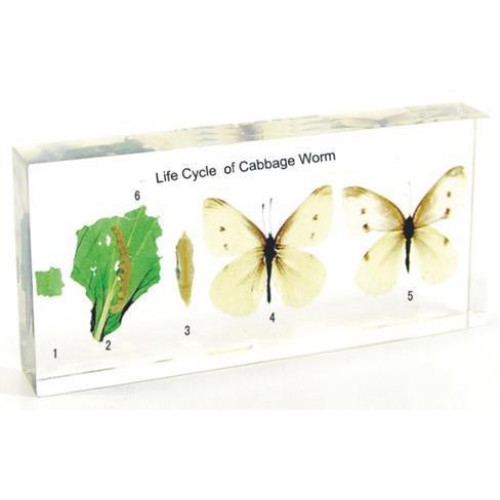 What is the life cycle of a cabbage worm?