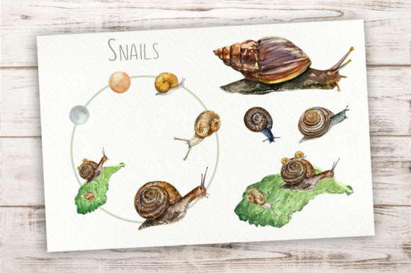 What is the life cycle of a garden snail?