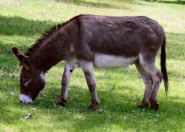 What is the life expectancy of a donkey?