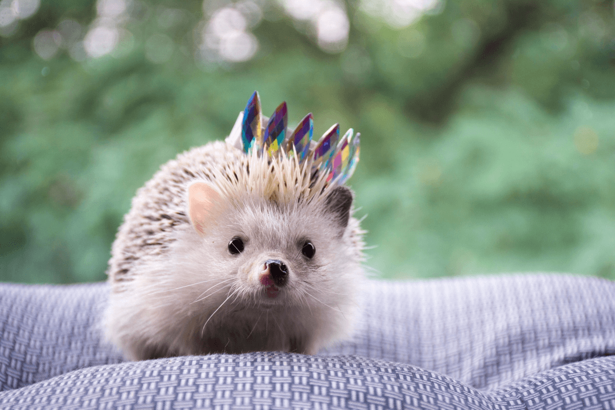 What is the life expectancy of a pet hedgehog?