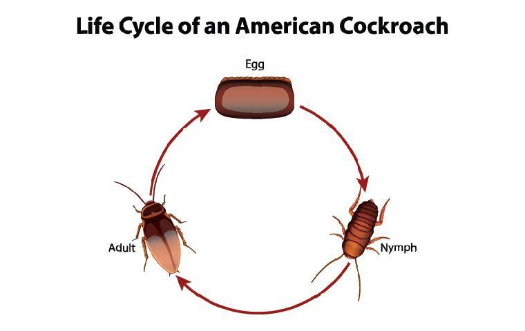 What is the lifespan of a cockroach?