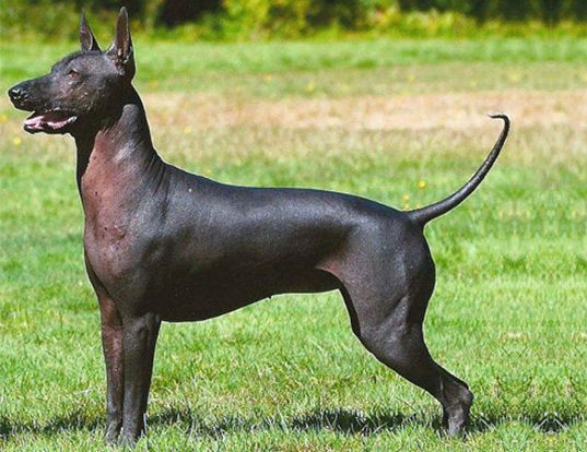 What is the lifespan of a Mexican Hairless Dog?