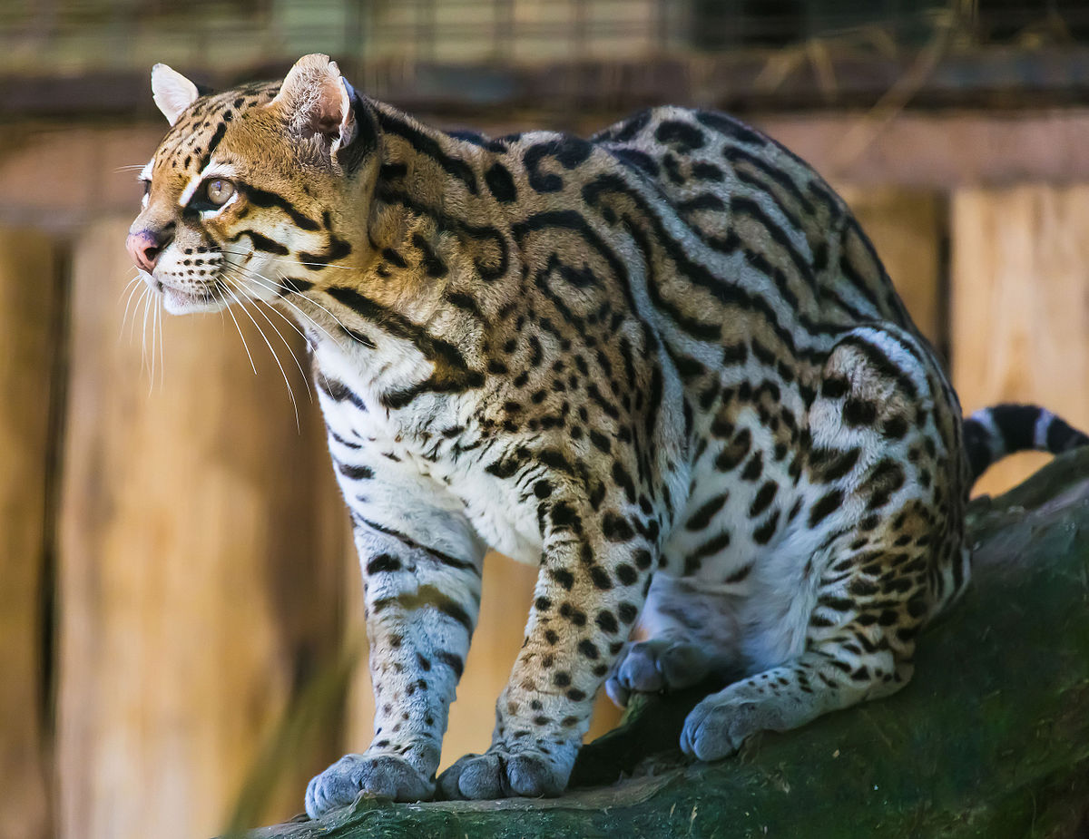 What is the lifespan of an ocelot?