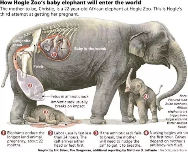 What is the longest gestation period of a primate?