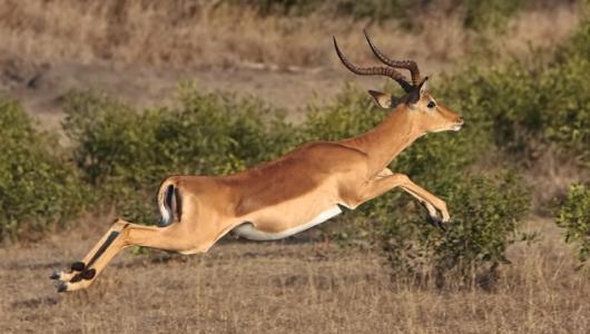 What is the longest jumping animal?