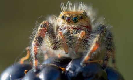 What is the longest living jumping spider?