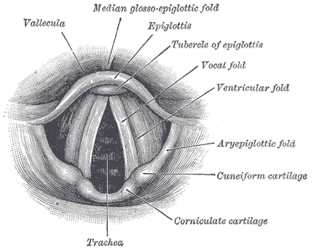 What is the main component of the vocal cords?