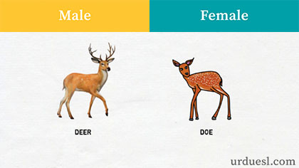 What is the masculine noun of deer?