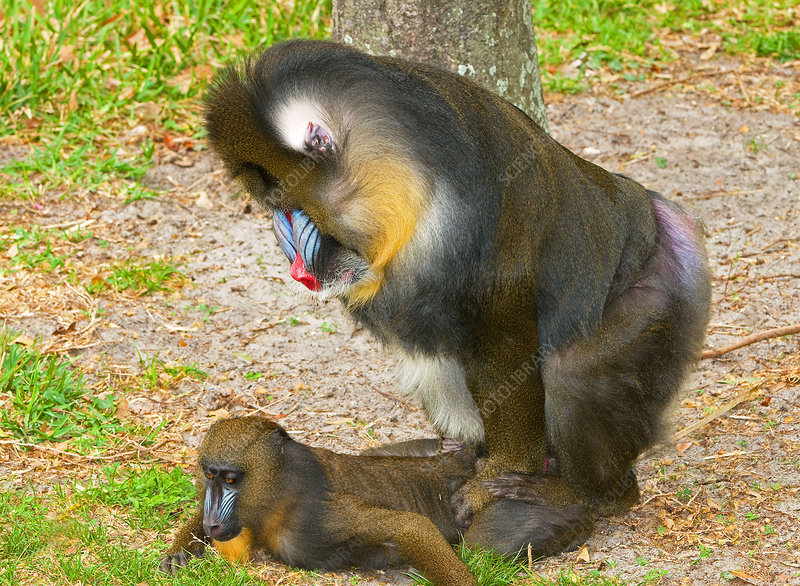 What is the mating season for the mandrill?