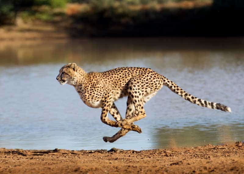 What is the maximum speed cheetah can run?
