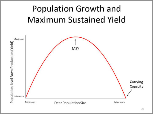 What is the maximum sustained yield for deer?