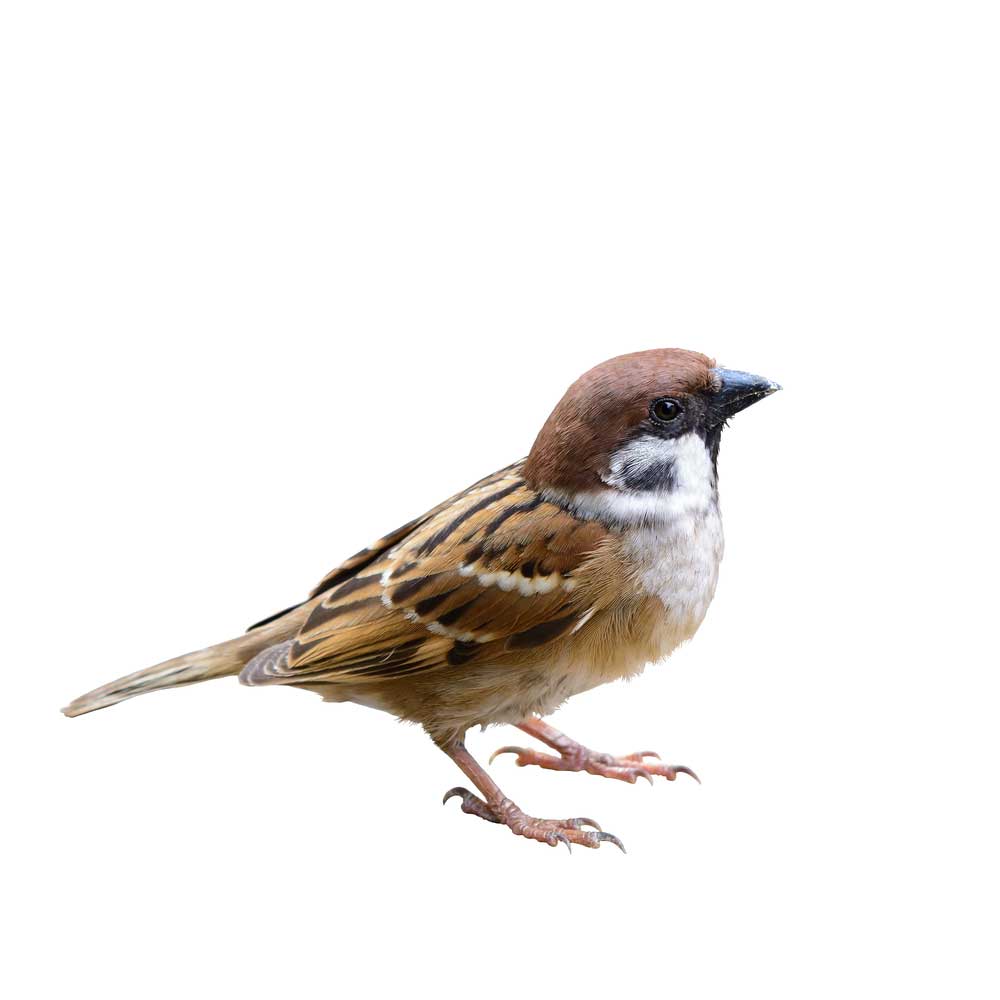 What is the meaning of a sparrow?