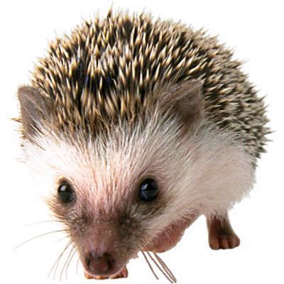 What is the meaning of Hedgehog in English?