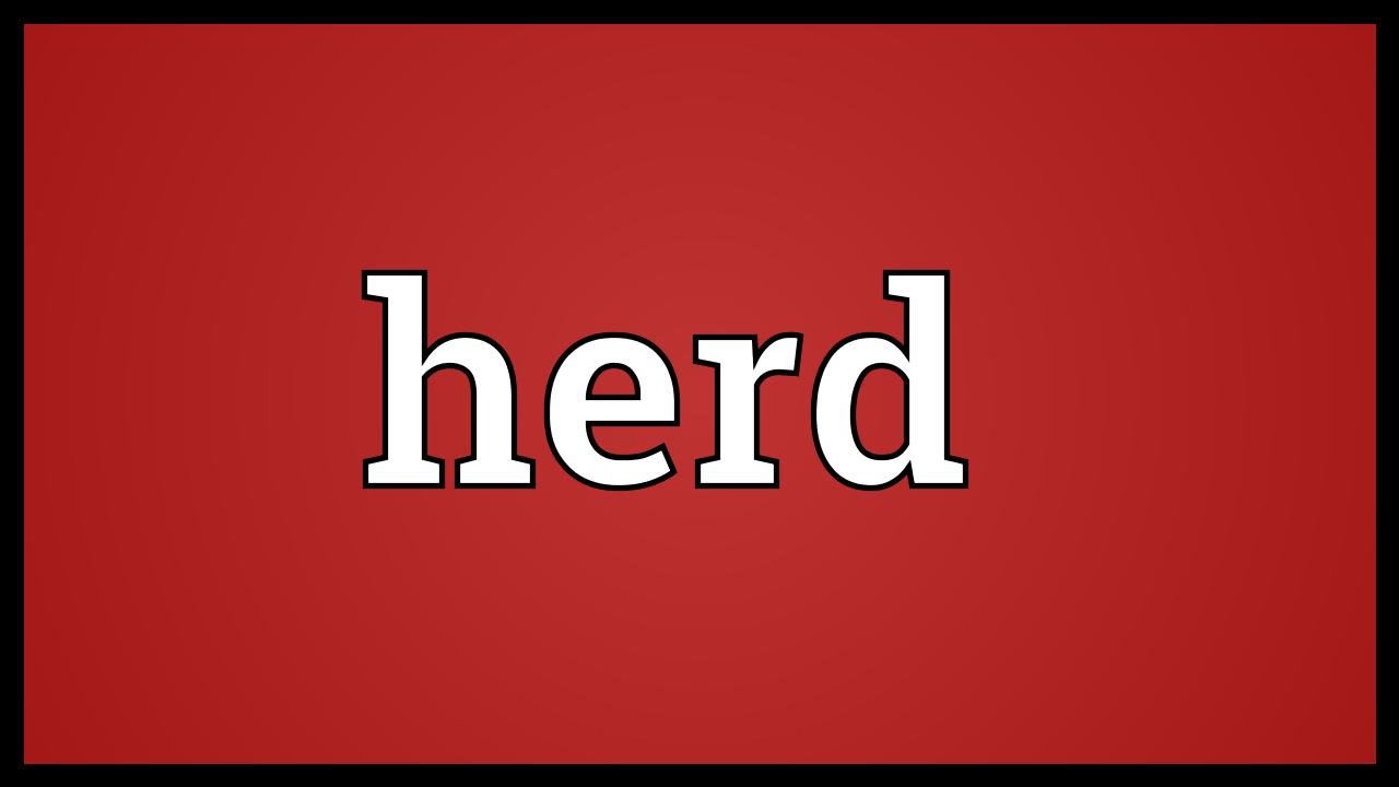 What is the meaning of herd?