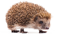 What is the meaning of word hedgehog?