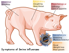 What is the medical definition of a swine?
