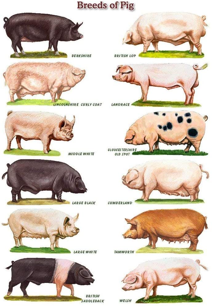 What is the most common breed of pet pig?