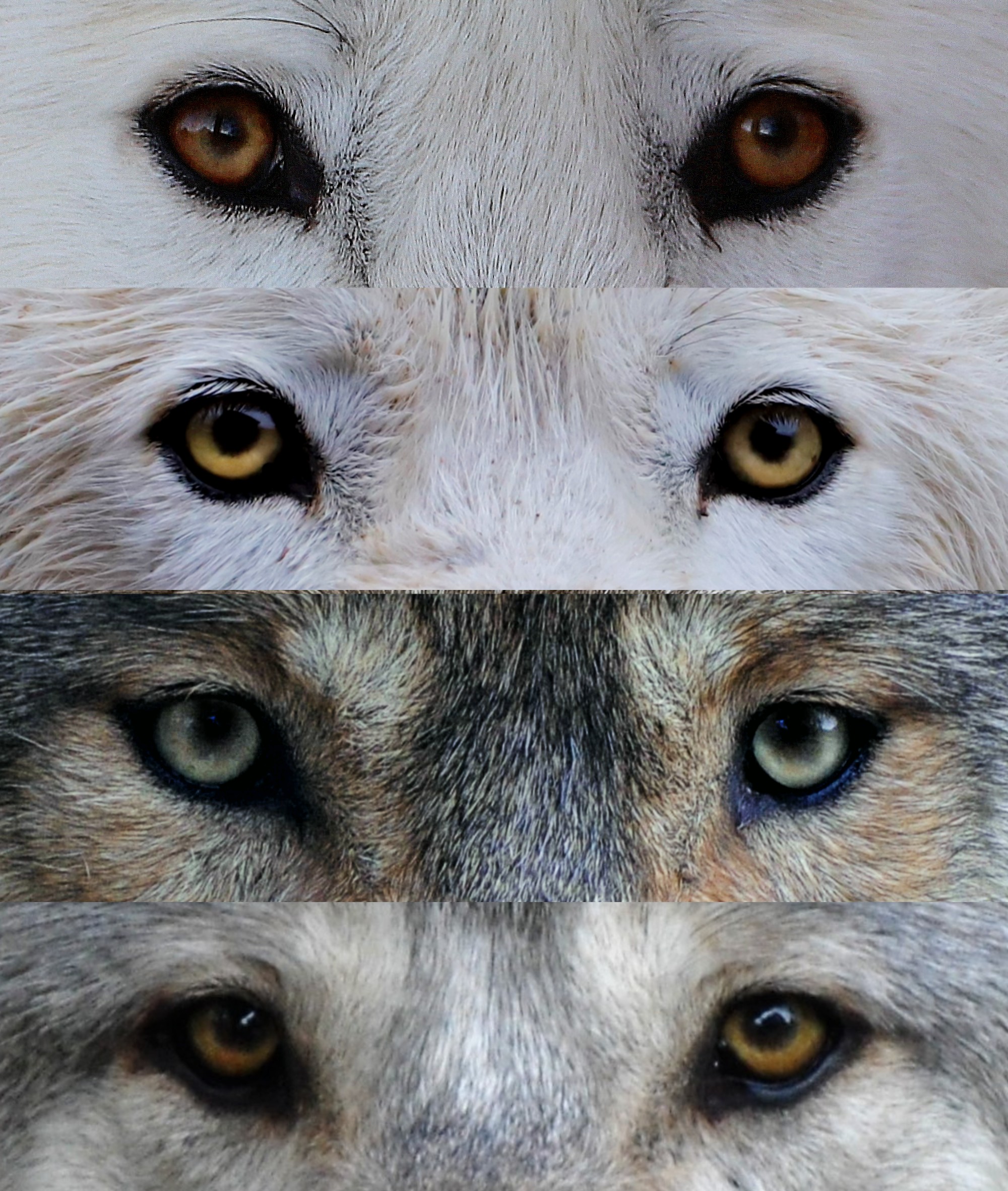 What is the most common eye color for wolves?