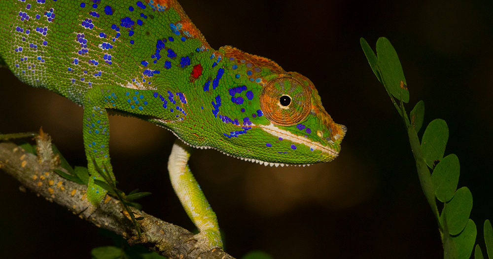 What is the most common reptile in Madagascar?