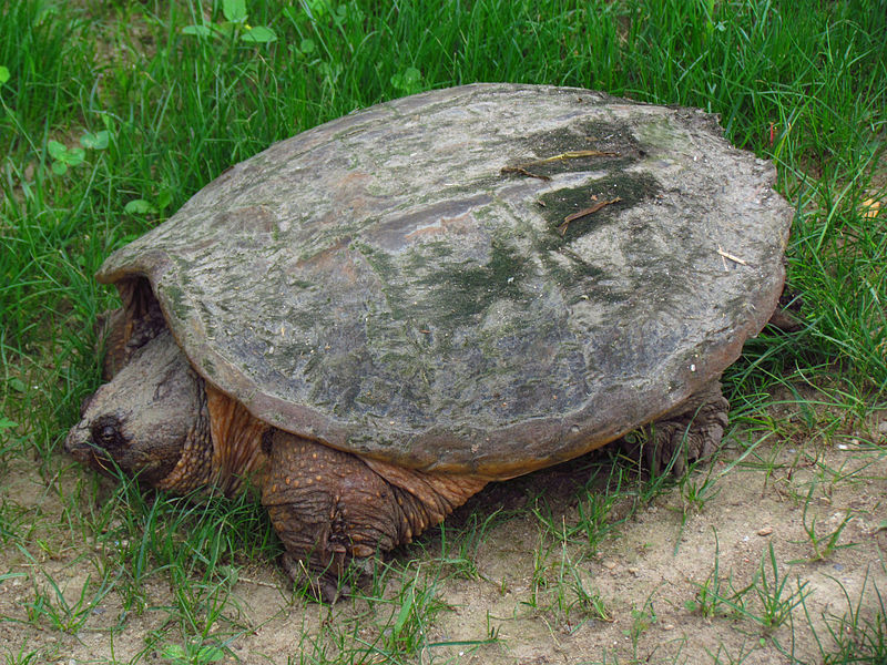 What is the most common turtle in the US?