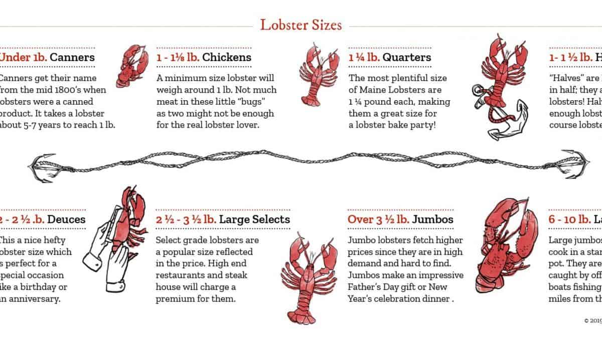 What is the most common type of lobster?