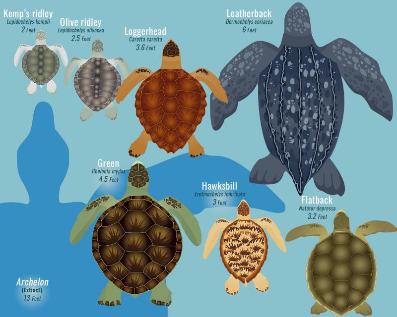 What is the most common type of sea turtles?