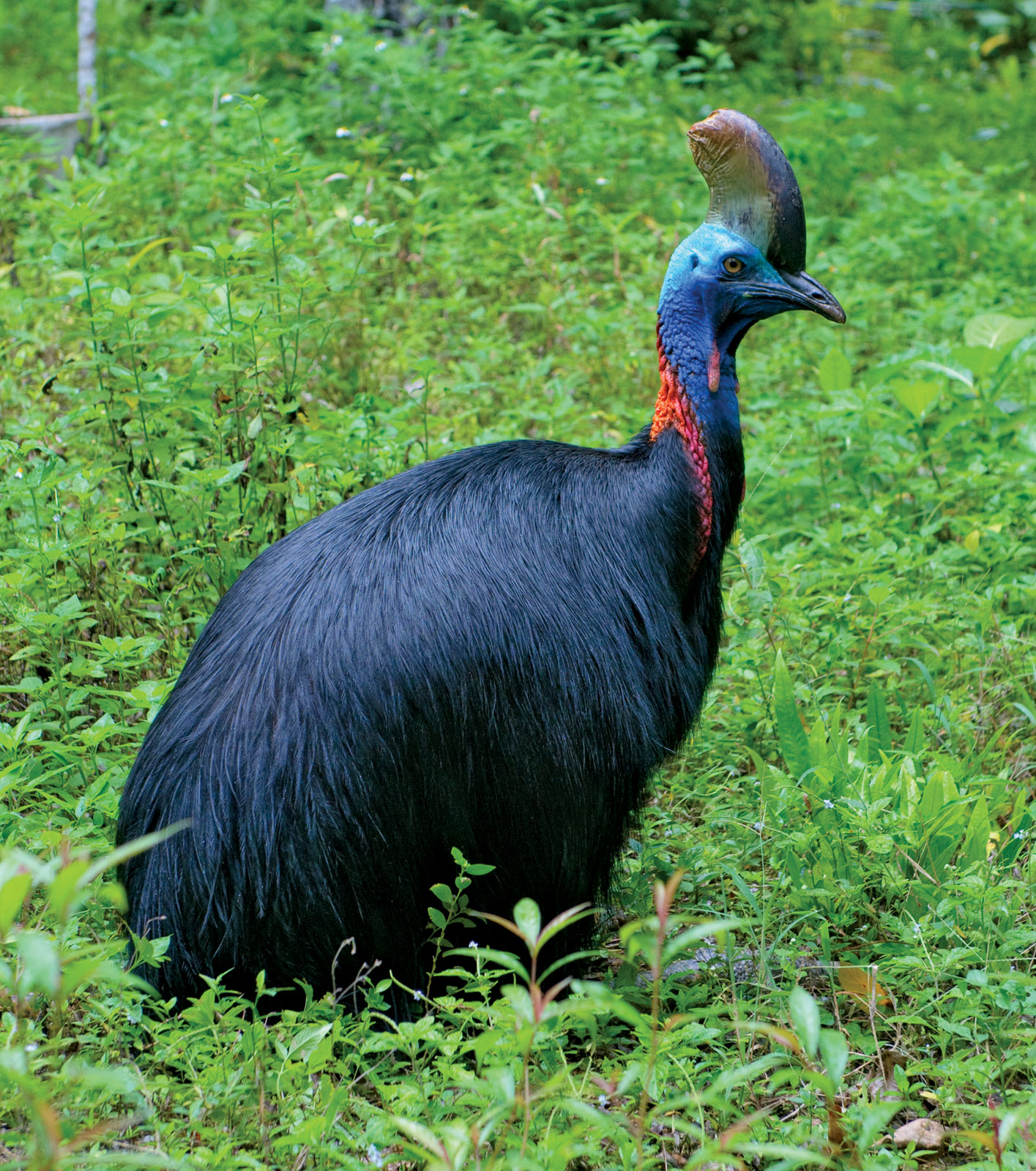 What is the most dangerous living bird?