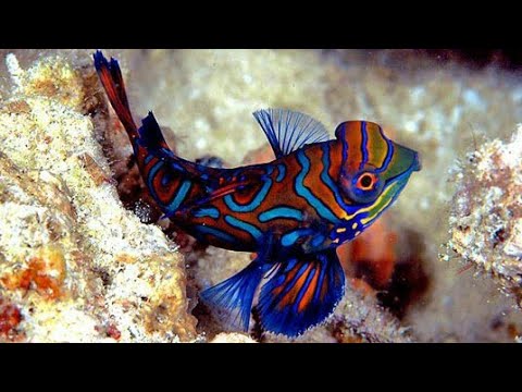 What is the most famous fish in the world?