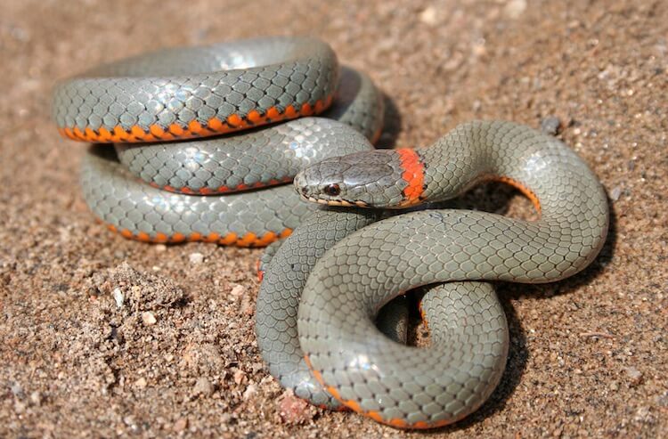 What is the most harmless snake to have as a pet?