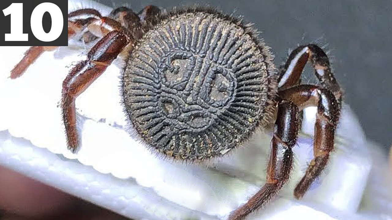 What is the most rare spider?