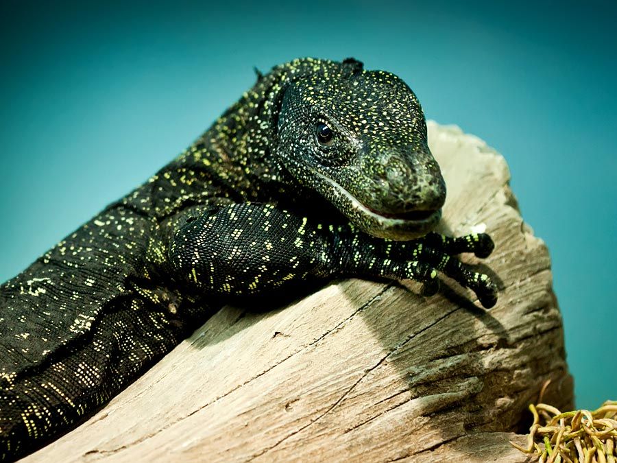 What is the most venomous lizard in the world?