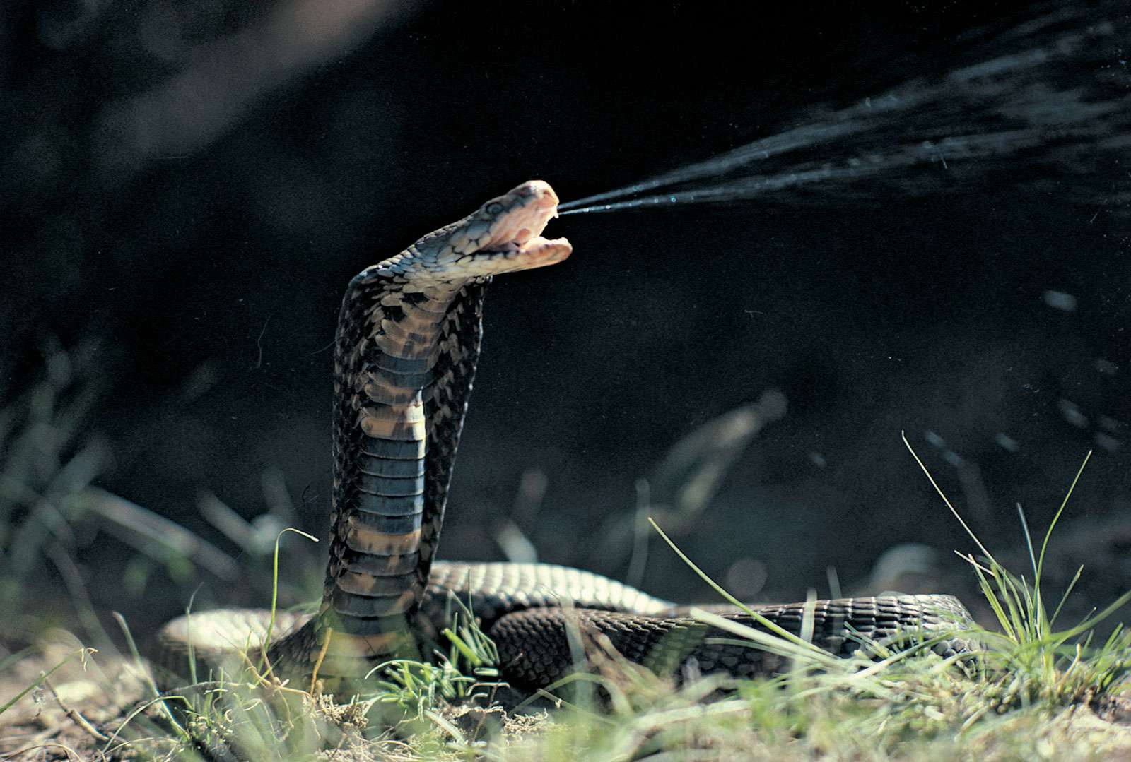 What is the most venomous snake in the world?